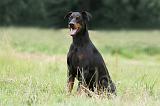 DOBERMANN 1287